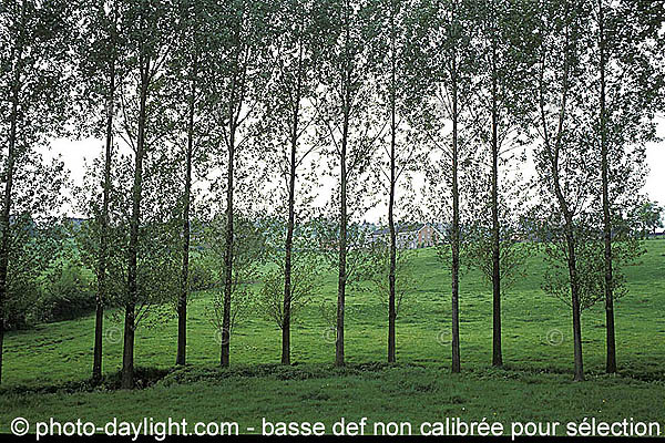 arbres